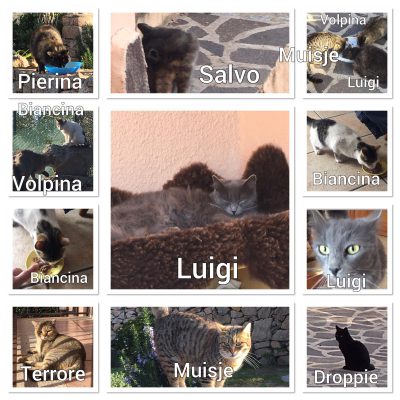 Miekes Katzen