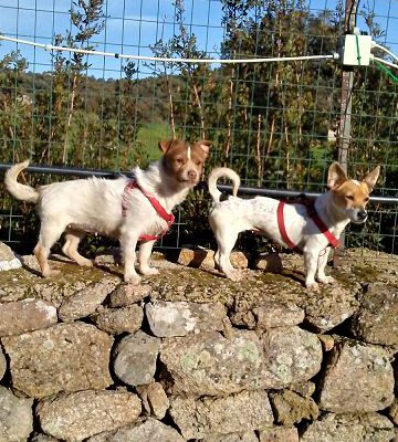 Zwei Hundedamen