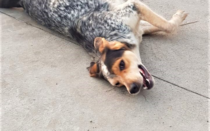 Flora, Faith und Fanny