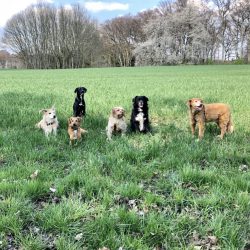 HundeRunde Düsseldorf