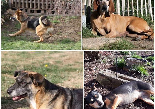 Vier nette ältere Ladys…..