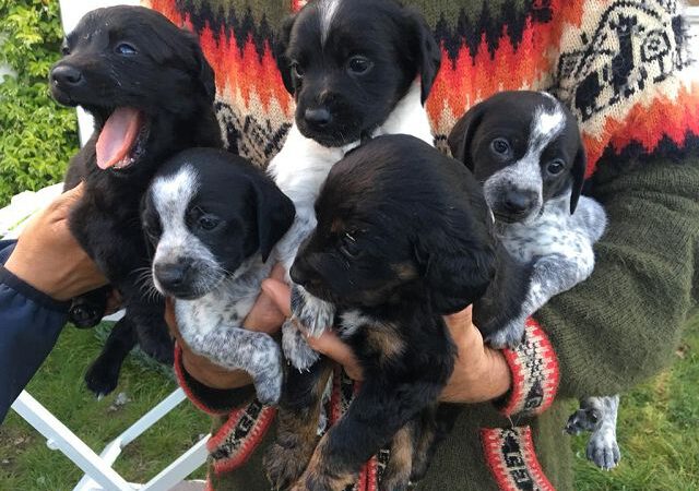 5 Welpen und Ihre Mutter