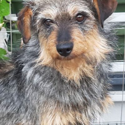 Hundeopi sucht Körbchen