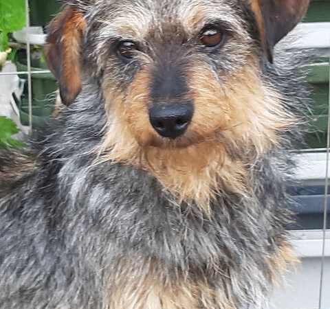 Hundeopi sucht Körbchen