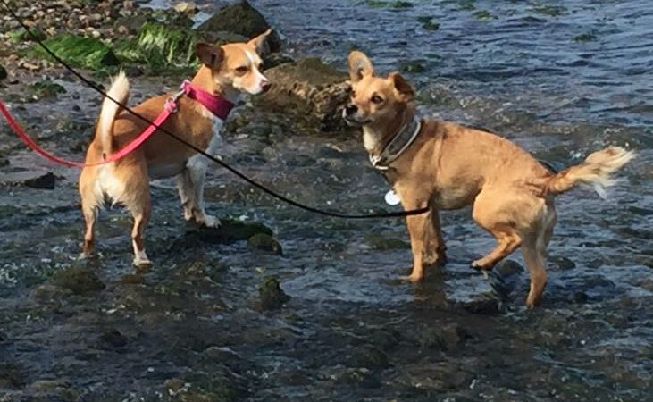 Wonder und Cipollino