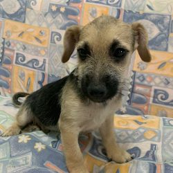 Peppino