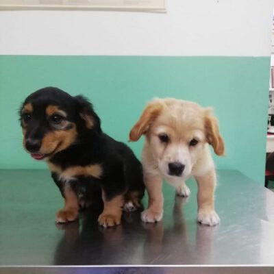 Luca und Loeky