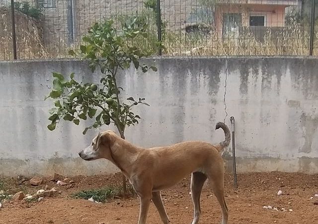 Wo sind Crimis Menschen?