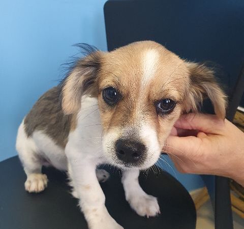 Neu in der Vermittlung