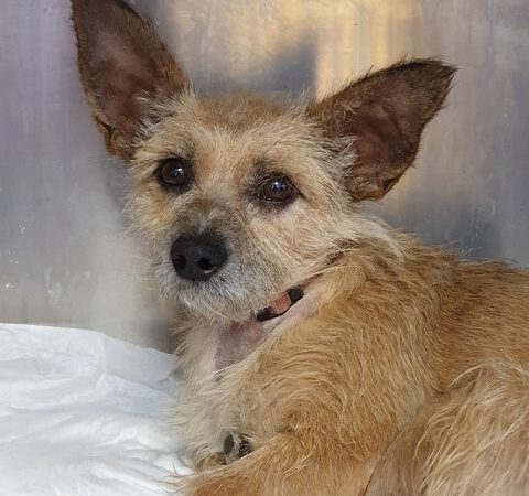 Neu in der Vermittlung