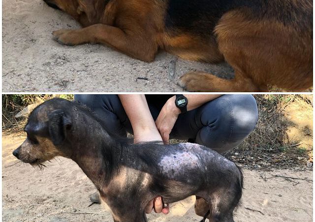 Principessa und Jonny