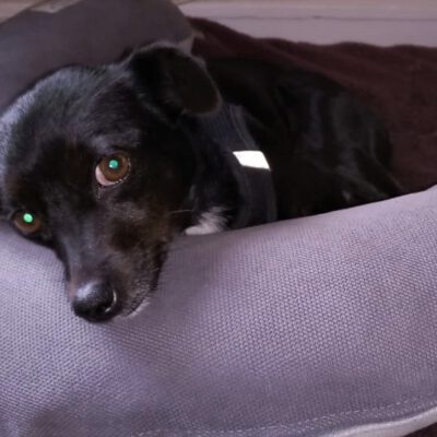 Liebevoller Pflegeplatz gesucht