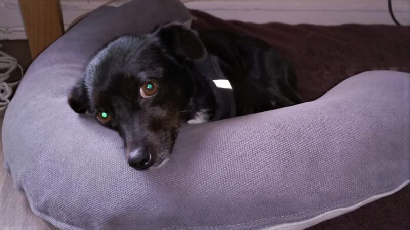 Liebevoller Pflegeplatz gesucht