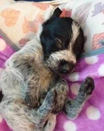 Roby – gerade mal ein paar Wochen jung….