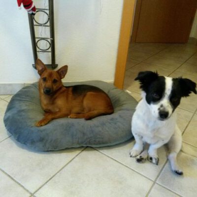 Benny – ein absoluter Familienhund