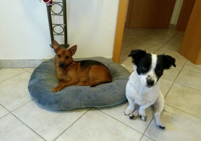 Benny – ein absoluter Familienhund