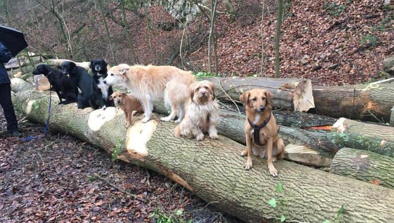 HundeRunde Düsseldorf