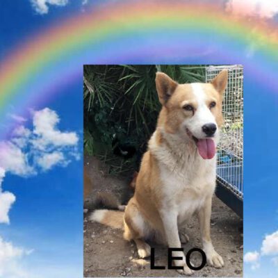 Leo