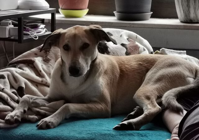 Crimi geht`s super