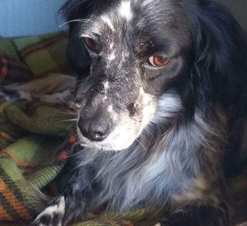 Hoana sucht Familienanschluss