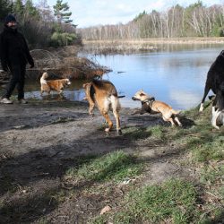 HundeRunde Eifel
