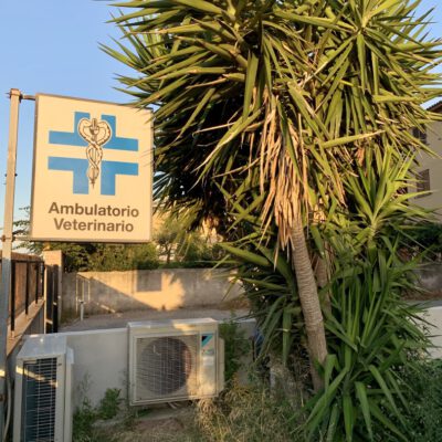 Spendenaufruf Kastrationsaktion