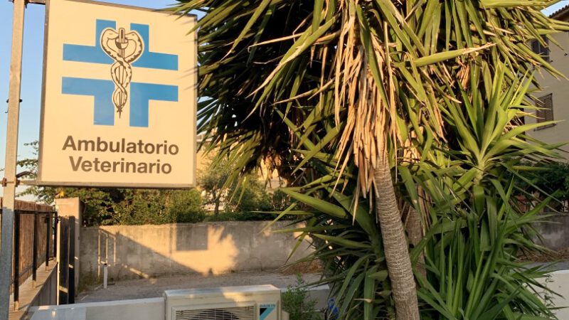 Spendenaufruf Kastrationsaktion