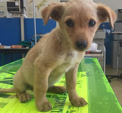 Einer von zwei Welpen ist zu viel