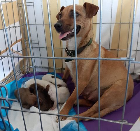 Krizia und ihre Welpen sind online