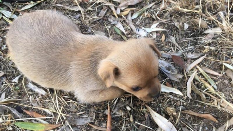 Drei verwahrloste Hunde