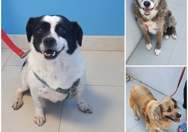 Kleine Familie sucht Familie