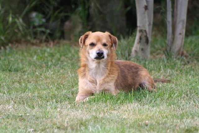 Garganello -Dauerpflegehund-