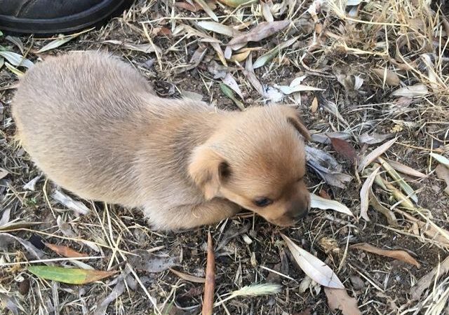 Chicco braucht unsere Hilfe