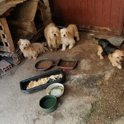 Vier verwahrloste Hunde