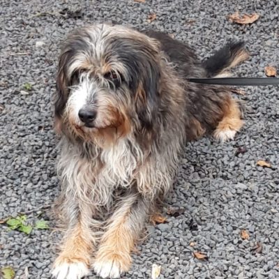 HundeRunde Linz am Rhein