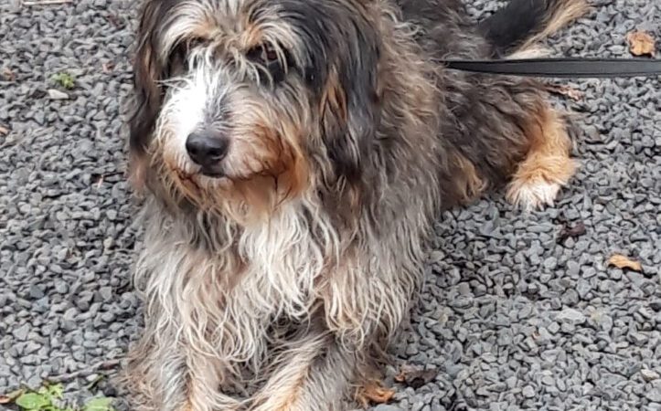 HundeRunde Linz am Rhein