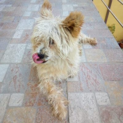 Pallino