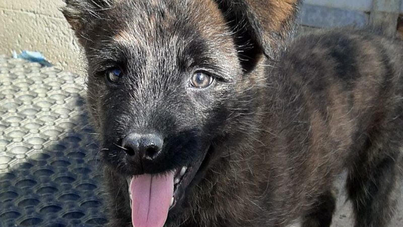 Touristen Hund Ricco