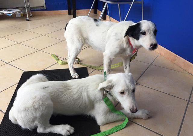 Zwei Hündinnen gerettet