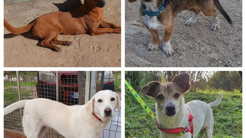 Hundeeinreise 19.12.2020