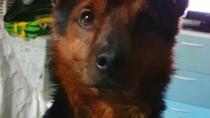 Neuer Schützling