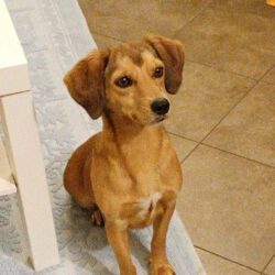 Milú