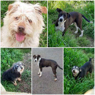 Hundeglück mal fünf