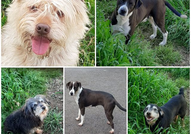 Hundeglück mal fünf