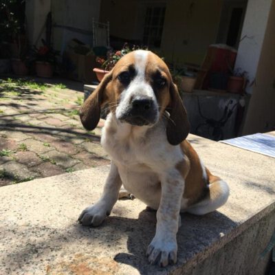 Marley