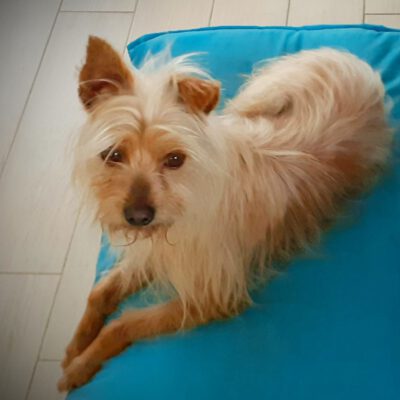 Piumo