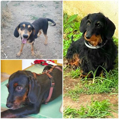 Emma, Pluto und Ruby