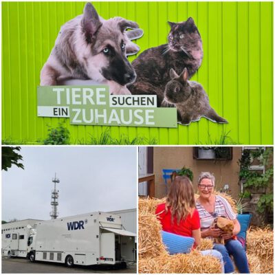Niemandshunde beim WDR