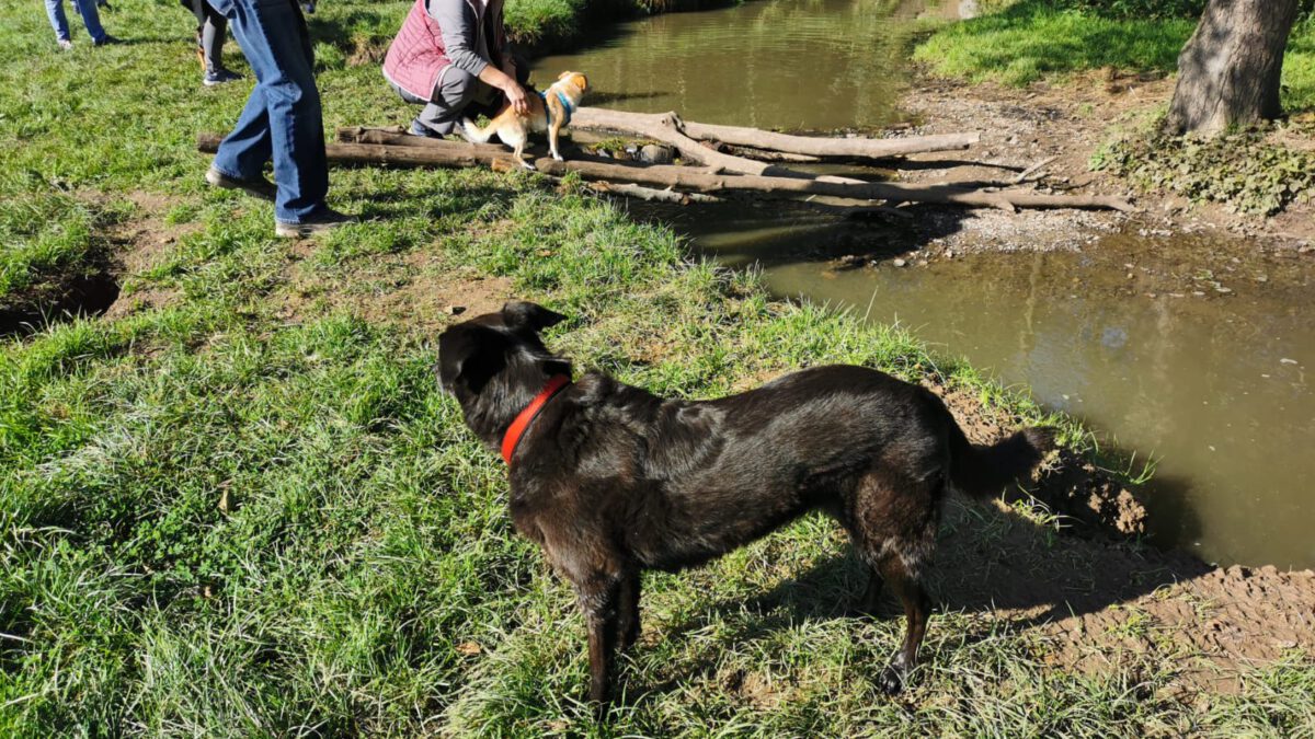 HundeRunde Düsseldorf