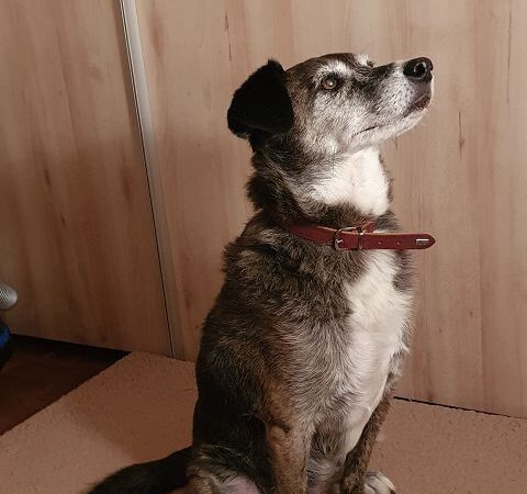 Picco